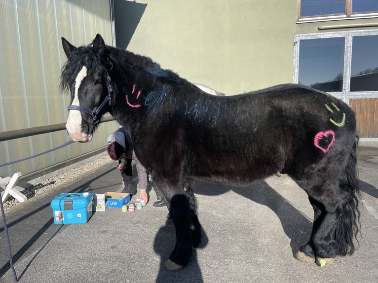 Altre razze Mix Castrone 7 Anni 161 cm Morello in Ingolstadt