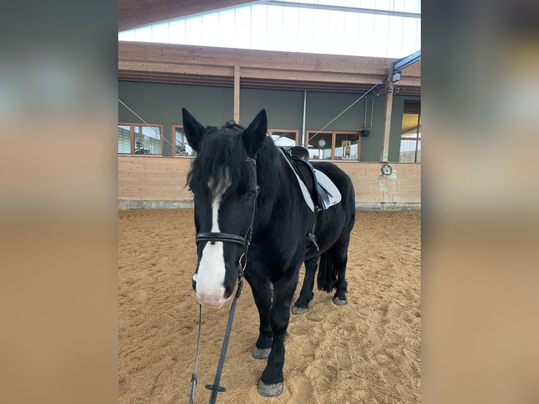 Altre razze Mix Castrone 7 Anni 161 cm Morello in Ingolstadt