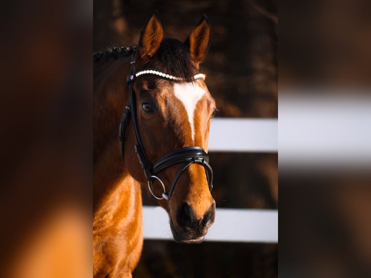 Altre razze Castrone 7 Anni 162 cm Baio in Nettersheim