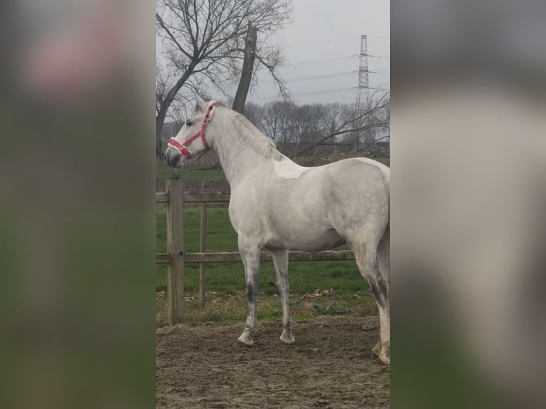 Altre razze Mix Castrone 7 Anni 162 cm Bianco in Melsele