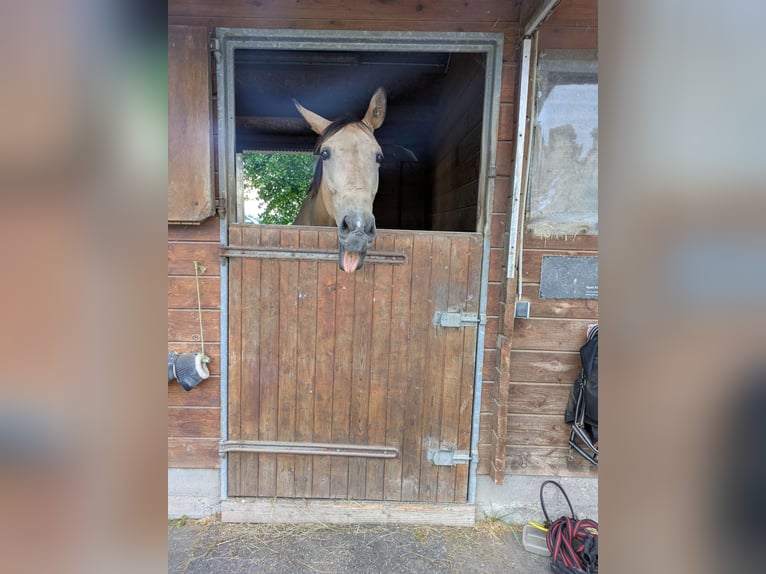 Altre razze Castrone 7 Anni 163 cm Falbo in Au am Rhein