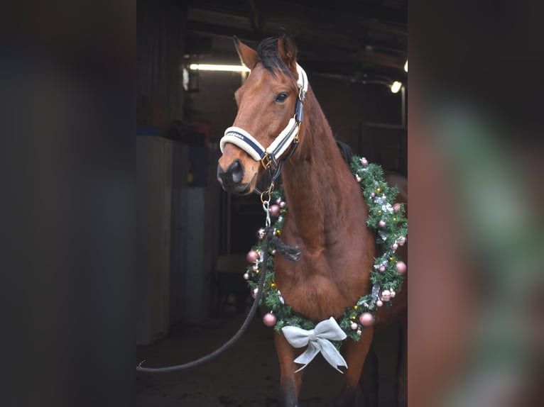 Altre razze Castrone 7 Anni 165 cm Baio in Achtmaal