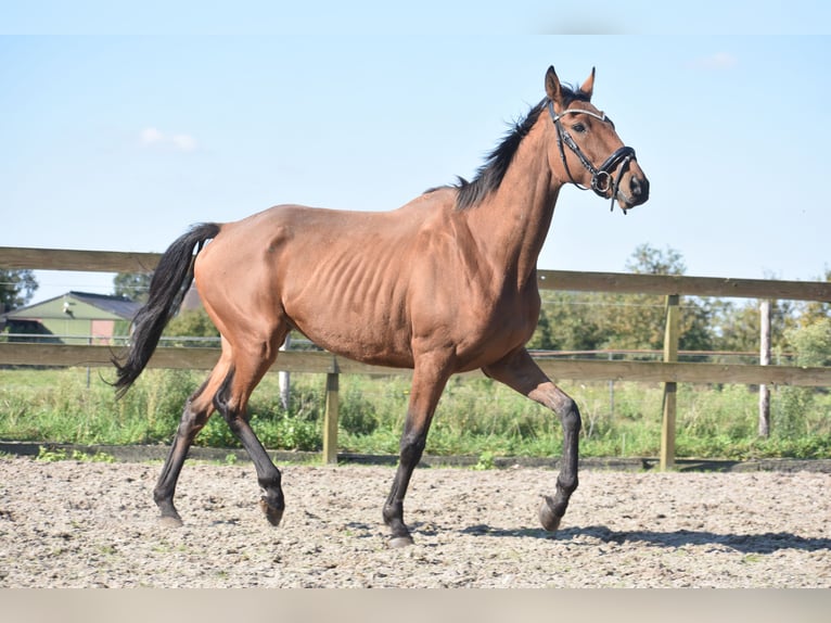 Altre razze Castrone 7 Anni 165 cm Baio in Achtmaal