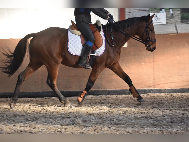 Altre razze Castrone 7 Anni 165 cm Baio in Achtmaal