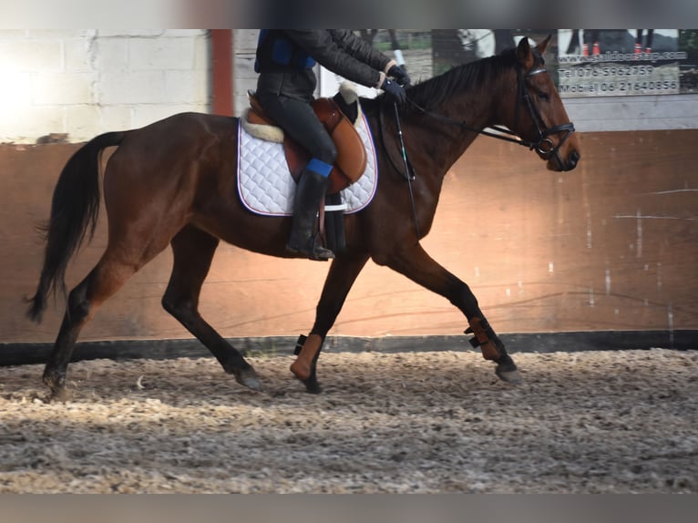 Altre razze Castrone 7 Anni 165 cm Baio in Achtmaal