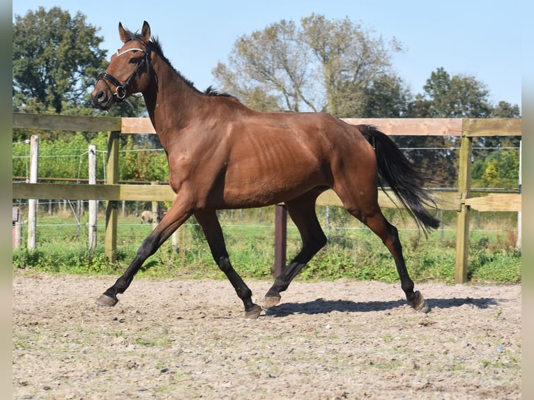 Altre razze Castrone 7 Anni 165 cm Baio ciliegia in Achtmaal