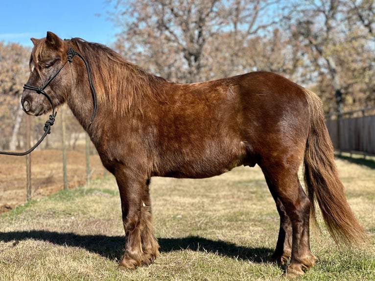 Altre razze Castrone 8 Anni 112 cm Baio in Jacksboro