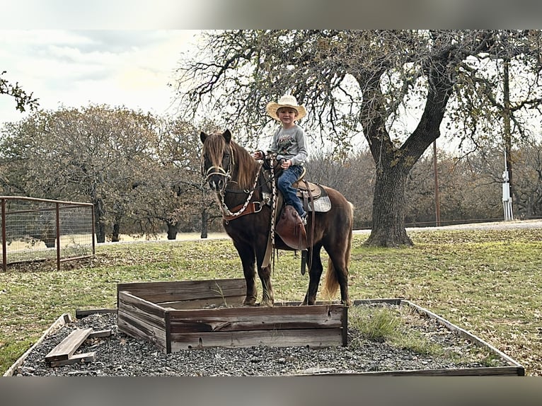 Altre razze Castrone 8 Anni 112 cm Baio in Jacksboro