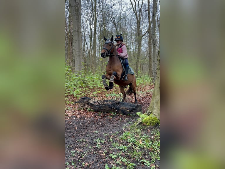 Altre razze Castrone 8 Anni 129 cm Baio in Harlingen