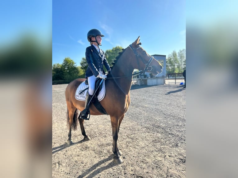 Altre razze Castrone 8 Anni 129 cm Baio in Harlingen