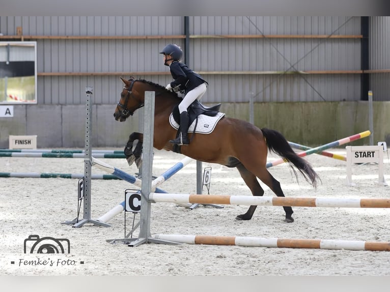 Altre razze Castrone 8 Anni 129 cm Baio in Harlingen