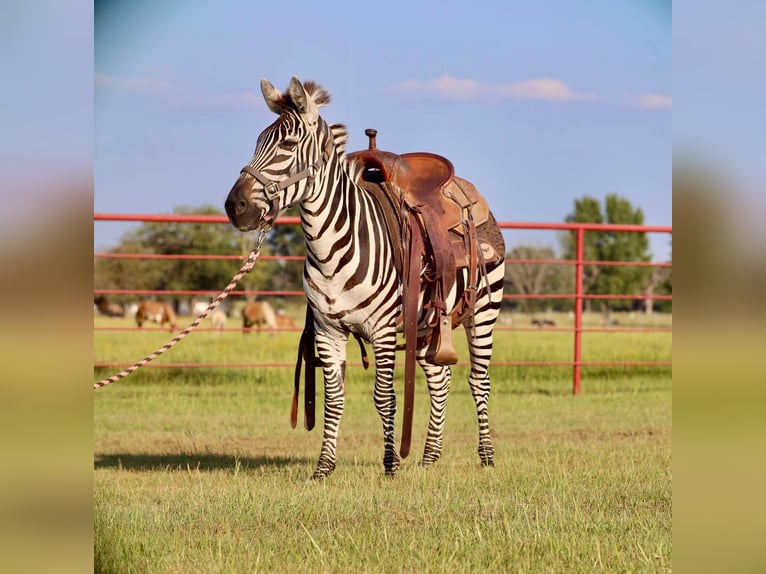 Altre razze Castrone 8 Anni 132 cm in Grand Saline