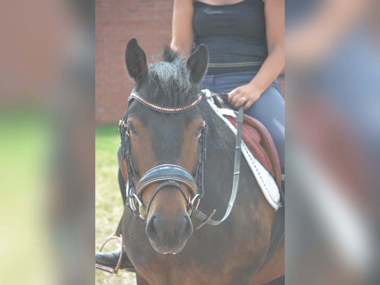 Altre razze Castrone 8 Anni 140 cm Baio in Breda