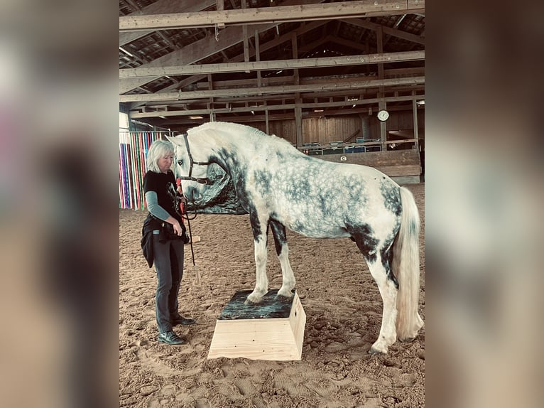 Altre razze Castrone 8 Anni 142 cm Pezzato in Neusäß