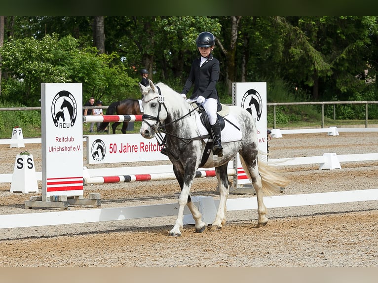 Altre razze Castrone 8 Anni 142 cm Pezzato in Neusäß