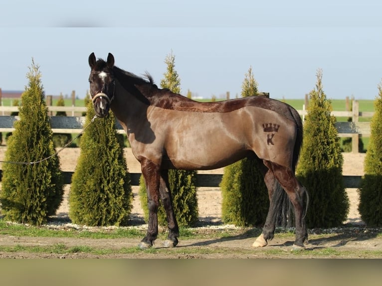 Altre razze Castrone 8 Anni 143 cm Baio scuro in Mieleszyn