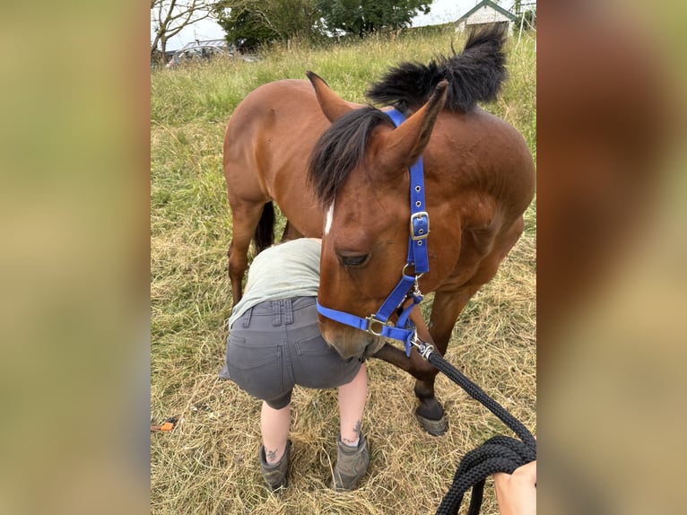 Altre razze Mix Castrone 8 Anni 145 cm Baio in Vijfhuizen