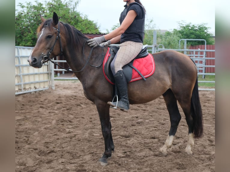 Altre razze Castrone 8 Anni 148 cm Baio scuro in Buttstädt