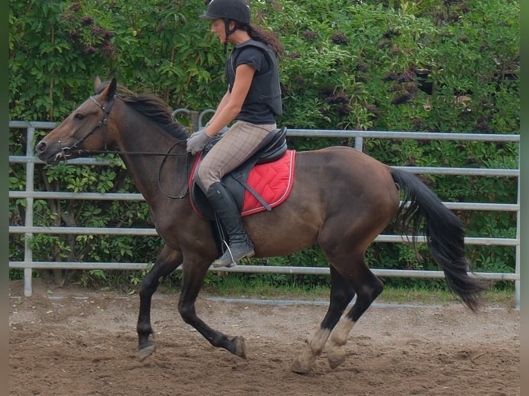 Altre razze Castrone 8 Anni 148 cm Baio scuro in Buttstädt