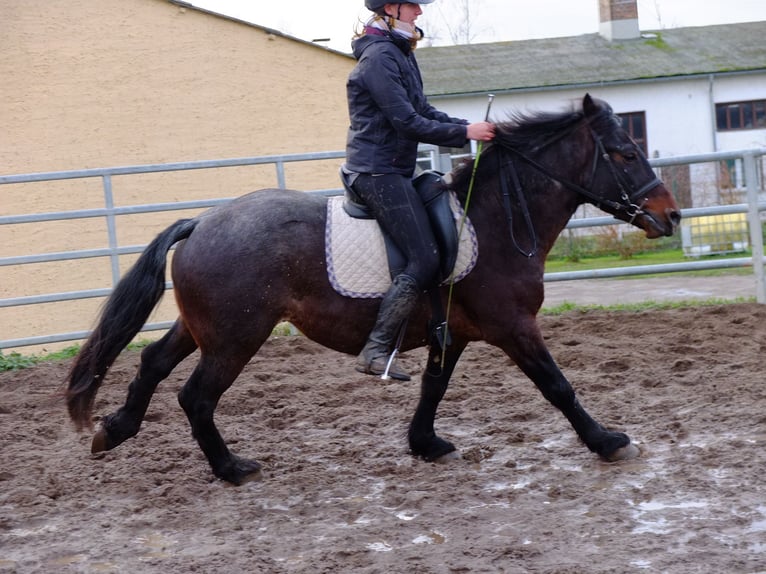 Altre razze Castrone 8 Anni 148 cm Roano rosso in Buttstädt