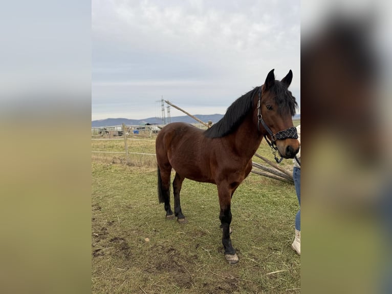 Altre razze Castrone 8 Anni 149 cm Baio scuro in Mannheim