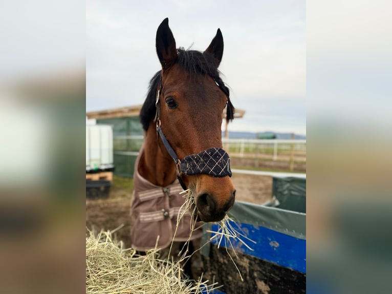 Altre razze Castrone 8 Anni 149 cm Baio scuro in Mannheim