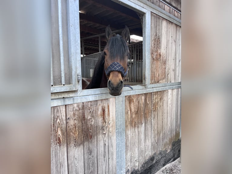 Altre razze Castrone 8 Anni 149 cm Baio scuro in Mannheim