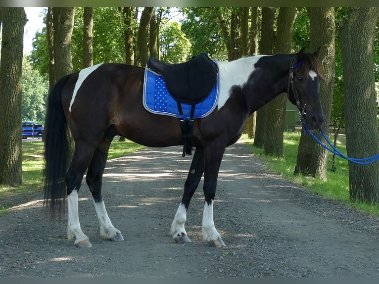 Altre razze Castrone 8 Anni 151 cm Pezzato in Lathen