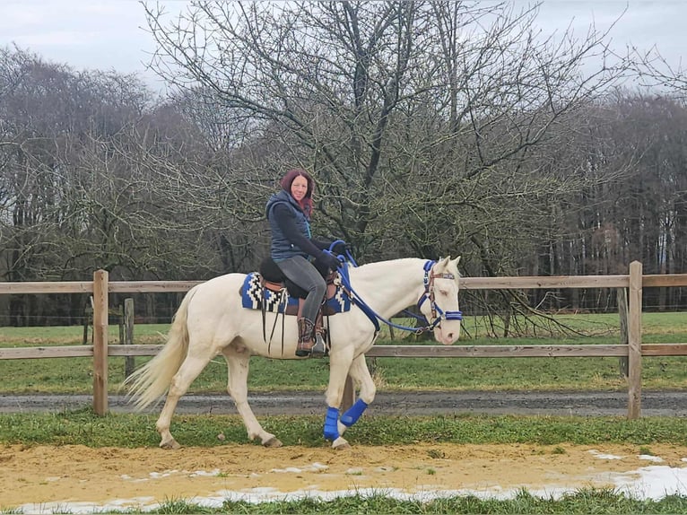 Altre razze Castrone 8 Anni 153 cm Cremello in Linkenbach