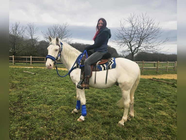 Altre razze Castrone 8 Anni 153 cm Cremello in Linkenbach