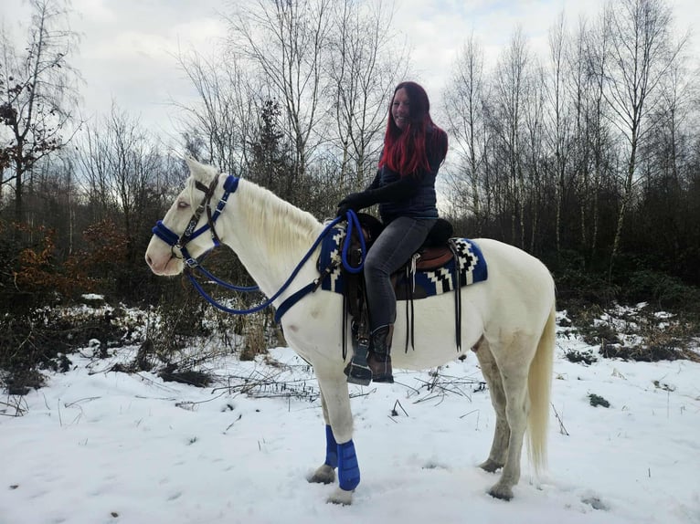 Altre razze Castrone 8 Anni 153 cm Cremello in Linkenbach