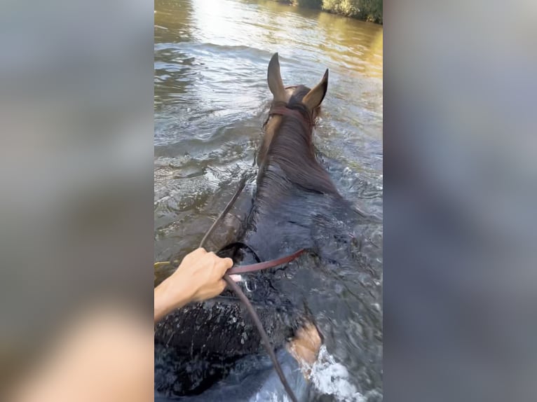Altre razze Castrone 8 Anni 153 cm Pelle di daino in Niederkr&#xFC;chten