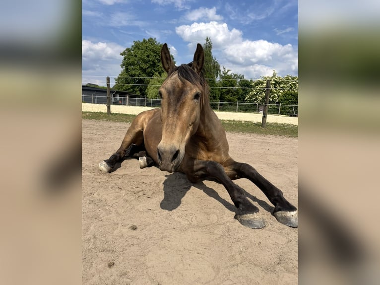 Altre razze Castrone 8 Anni 153 cm Pelle di daino in Niederkr&#xFC;chten