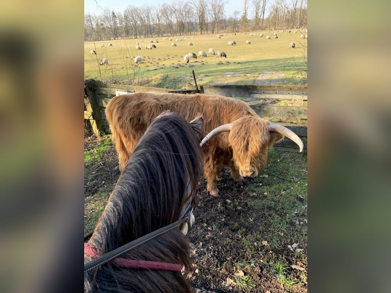 Altre razze Castrone 8 Anni 153 cm Pelle di daino in Niederkr&#xFC;chten
