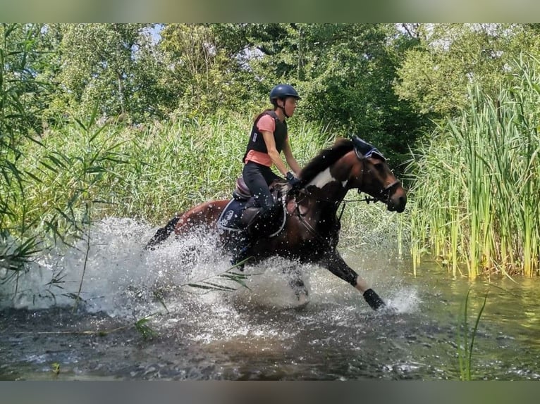 Altre razze Castrone 8 Anni 155 cm Pezzato in Veringenstadt