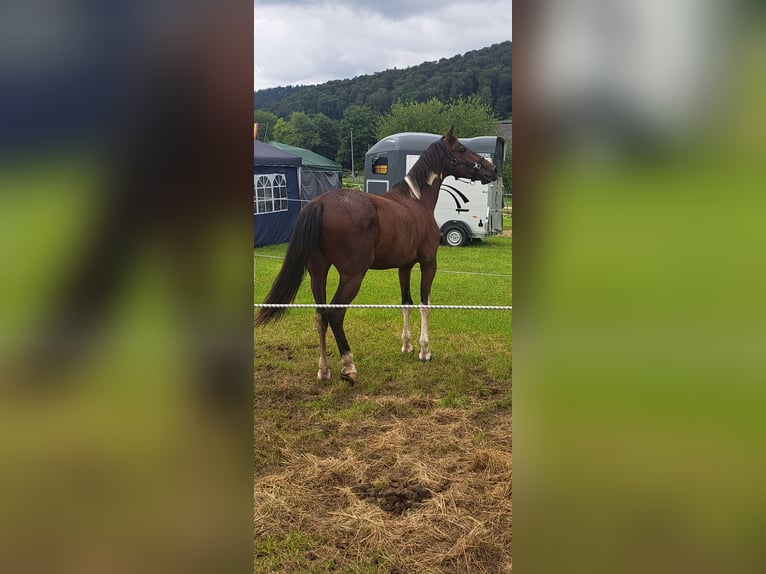 Altre razze Castrone 8 Anni 155 cm Pezzato in Veringenstadt