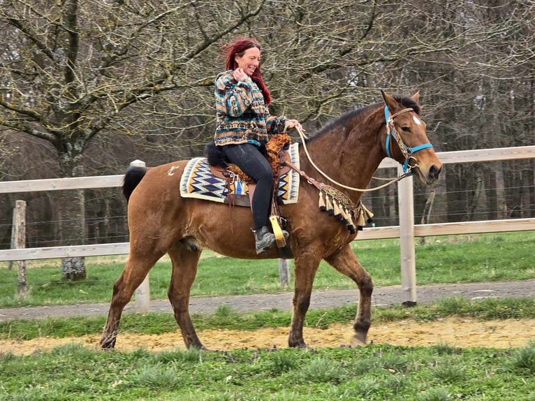 Altre razze Castrone 8 Anni 157 cm Baio in Linkenbach