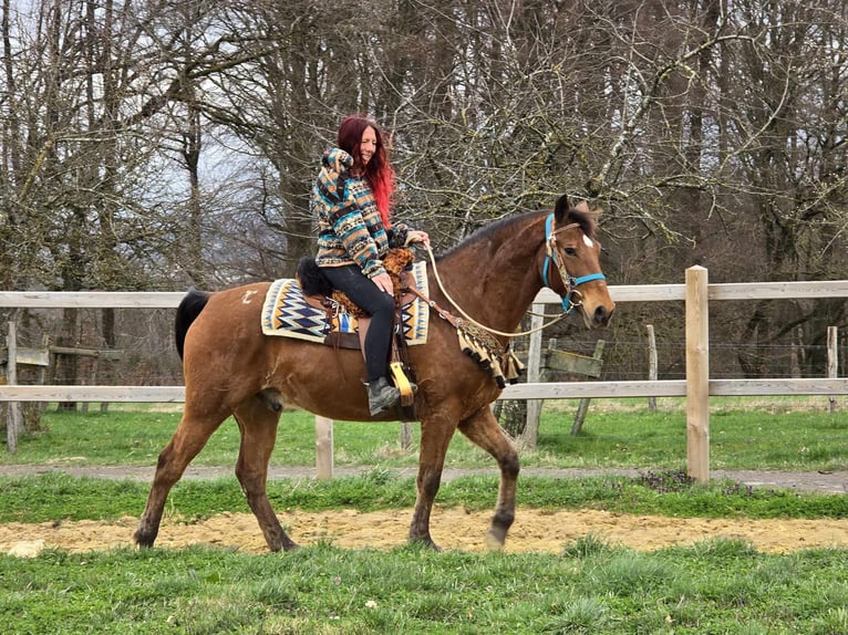 Altre razze Castrone 8 Anni 157 cm Baio in Linkenbach