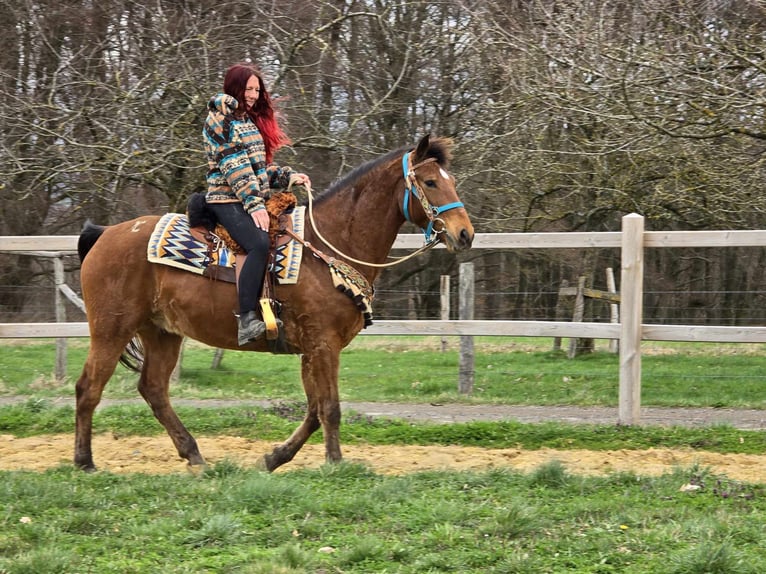 Altre razze Castrone 8 Anni 157 cm Baio in Linkenbach