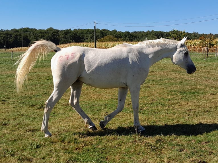 Altre razze Castrone 8 Anni 157 cm Grigio in Brantôme