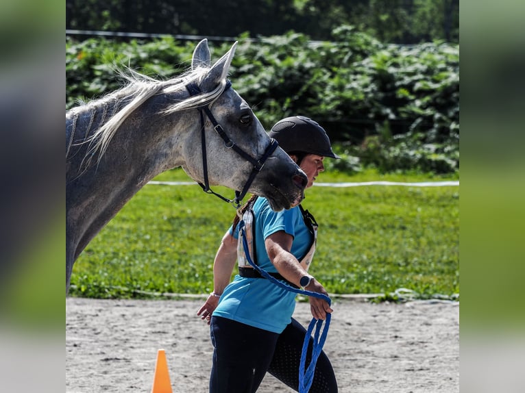 Altre razze Castrone 8 Anni 157 cm Grigio in Brantôme