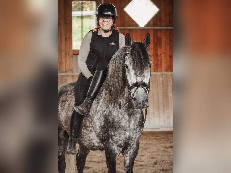 Altre razze Castrone 8 Anni 157 cm Grigio ferro in Nettersheim