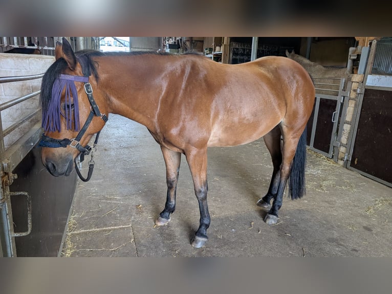 Altre razze Castrone 8 Anni 158 cm Baio in Harpstedt
