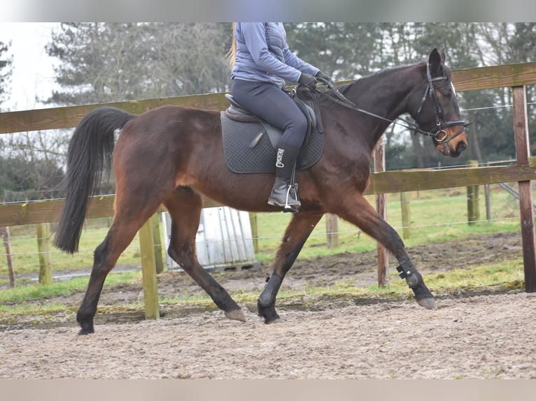 Altre razze Castrone 8 Anni 158 cm Baio scuro in Achtmaal