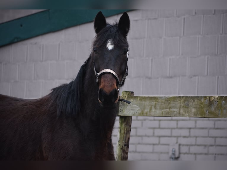 Altre razze Castrone 8 Anni 158 cm Baio scuro in Achtmaal