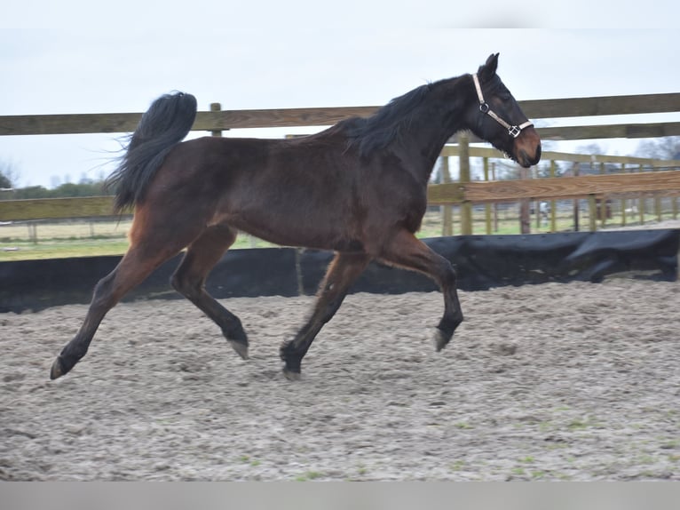 Altre razze Castrone 8 Anni 158 cm Baio scuro in Achtmaal