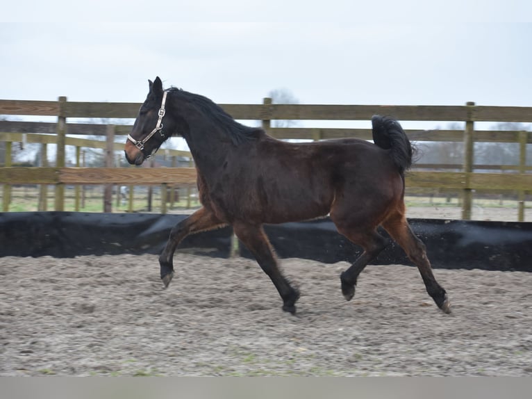 Altre razze Castrone 8 Anni 158 cm Baio scuro in Achtmaal