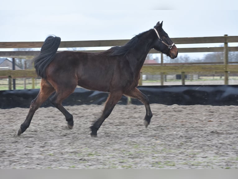 Altre razze Castrone 8 Anni 158 cm Baio scuro in Achtmaal