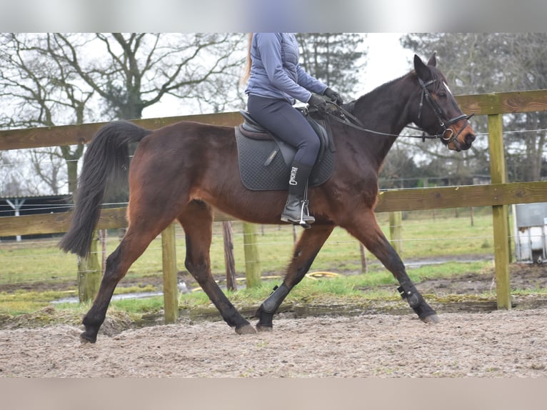 Altre razze Castrone 8 Anni 158 cm Baio scuro in Achtmaal