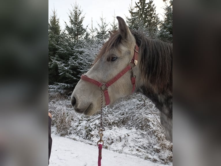 Altre razze Mix Castrone 8 Anni 158 cm Grigio pezzato in Wellendingen